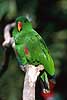 Eclectus parrot, male Eclectus roratus, Psittacidae Queensland Australia Australia birds 