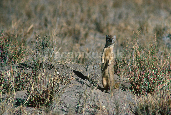 R�vemangust; Cynictis penicillata, Viverridae; Makgadikgadi Pans; Botswana; Afrika; pattedyr; 