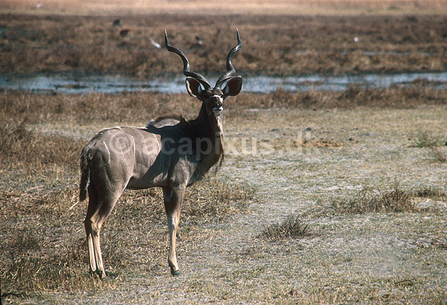 Stor kudu, han; Tragelaphus strepsiceros, Bovidae; Moremi NP; Botswana; Afrika; pattedyr; 