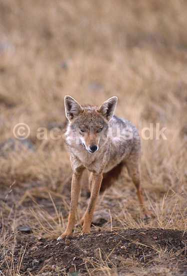 Guldsjakal; Canis aureus, Canidae; Serengeti NP; Tanzania; Afrika; pattedyr; 