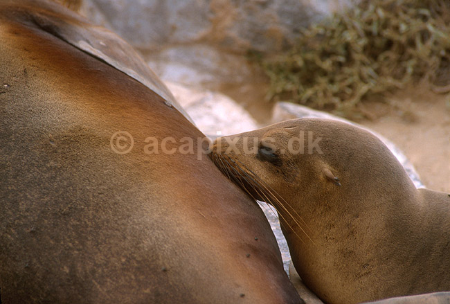 Californisk s�l�ve; Zalophus californianus, Otariidae; Galapagos; Equador, Ecuador; Syd Amerika; pattedyr; 