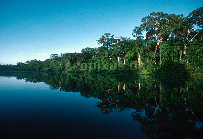 Lago Cocococha, oxbow lake. N�r lodgen Explorers Inn; ; Tambopata-Candamo Reserve / Amazonas; Peru; Syd Amerika; ; landskaber regnskov