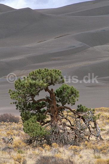 Gammelt fyrretræ foran klitter i Great Sanddunes Natl. Monum.  i Colorado; ; Great Sanddunes / Rocky Mountains / Colorado; USA; Nord Amerika; ; landskaber
