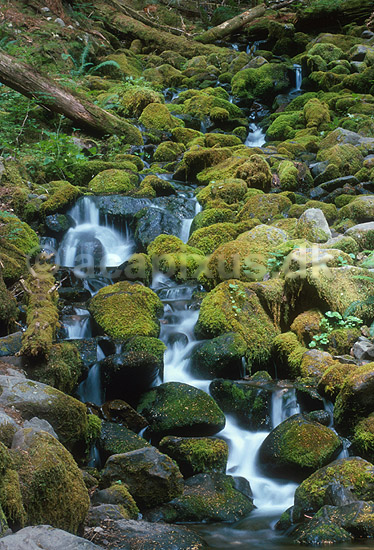 Bjergflod i tempereret regnskov ; ; Olympic National Park / Washington State; USA; Nord Amerika; ; landskaber