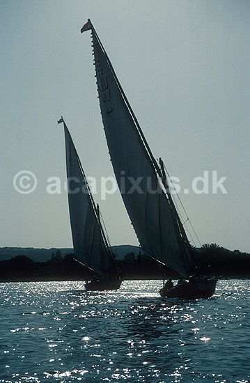 Felucca sejler p� Nilen ; ; Luxor; Egypten; Afrika; ; landskaber, felluca, feluca