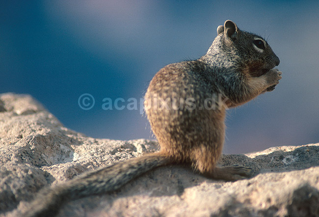 Rock Squirrel; Citellus variegatus, Sciuridae; Grand Canyon / Arizona; USA; Nord Amerika; pattedyr; 