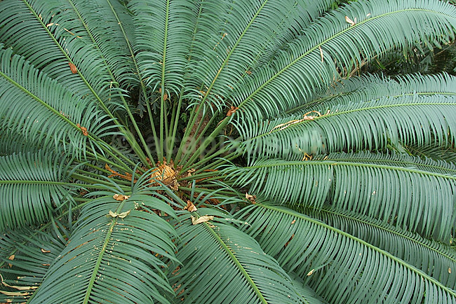 Koglepalme; Dioon edule, Cycadales; Botanisk V�ksthus / K�benhavn; ; ; planter; botanik