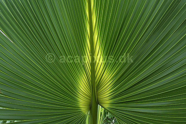 Detallier af palmeblad; Arecaceae; Botanisk V�ksthus / K�benhavn; ; ; planter; botanik