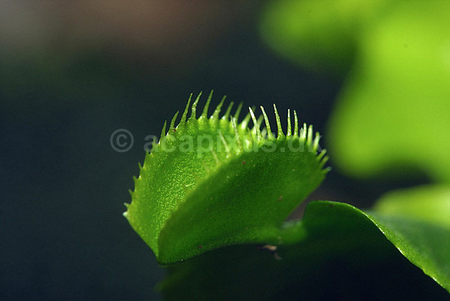 Fluefanger; Dionaea muscipula; Botanisk V�ksthus / K�benhavn; ; ; planter; botanik k�d�dende