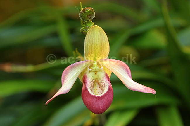 Orkide blomst; ; Botanisk V�ksthus / K�benhavn; ; ; planter; prydplanter blomster orkideer