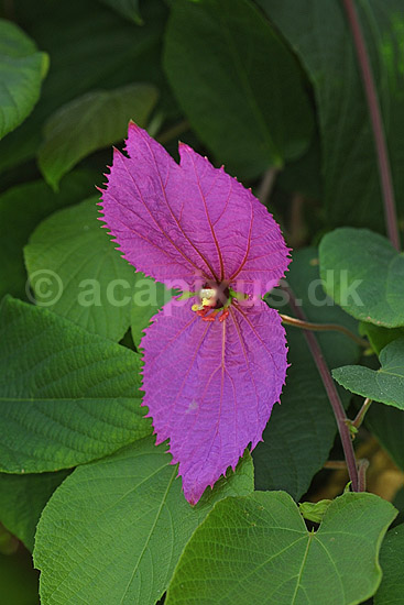 Dalechampia; Spathulata; Landboh�jskolens Have / Frederiksberg; ; ; planter; blomster