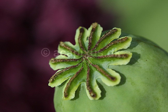 Opiumvalmue; Papaver somniferum Papaveraceae; Landboh�jskolens Have / Frederiksberg; ; ; planter; opium rusmidler narkotika