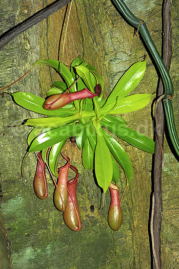 Kandeb�rer; Nepenthes spec; K�benhavn ZOO; ; ; planter; k�d�dende