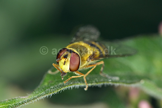 Svirreflue; Syrphus ribesii Syrphidae; Landboh�jskolens Have / Frederiksberg; ; ; insekter; 