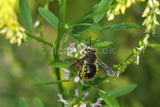 Uldbi; Anthidium manicatum; Landboh�jskolens Have / Frederiksberg; ; ; insekter; bier