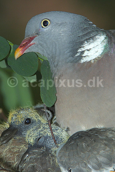 Ringdue p� rede med unger; Columba palumbus Columbidae; ; ; ; fugle; duer duefugle