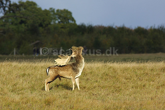 D�dyr han p� brunstpladsen; Dama dama Cervidae; J�gersborg Dyrehave / Sj�lland; ; ; pattedyr; d�vildt gevir