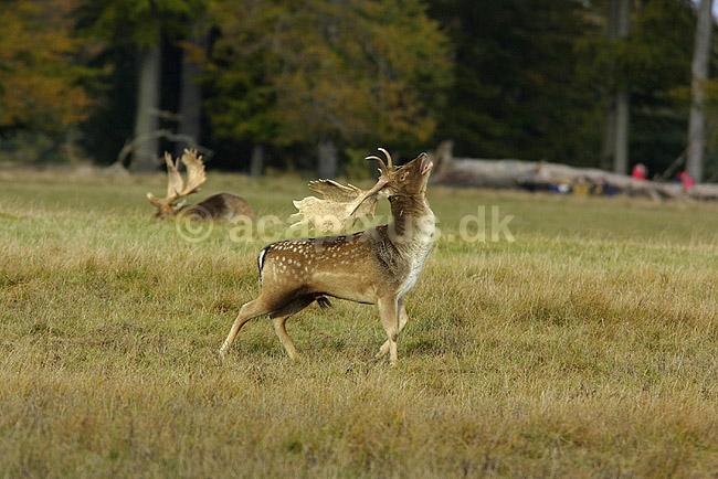 D�dyr han p� brunstpladsen; Dama dama Cervidae; J�gersborg Dyrehave / Sj�lland; ; ; pattedyr; d�vildt gevir