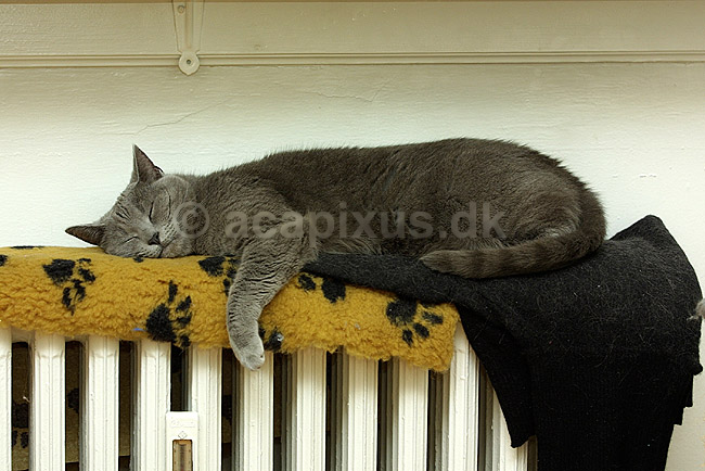 Huskat nyder livet og varmen oven p� radiator; Felis catus, Felidae; ; ; ; pattedyr; katte k�ledyr husdyr huskatte