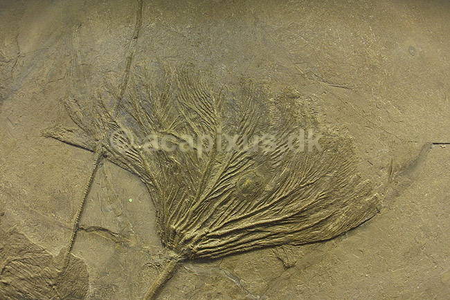 Fossile s�-liljer. Forstenede s�-liljer (sea-lilies) udgravet i Wurtenberg / Tyskland og udstillet i London Natural History Museum; Pentacrinites hiemeri Echinodermata; Natural History Museum / London; England; Europa; pighuder; pal�ontologi forsteninger fossiler jurassic