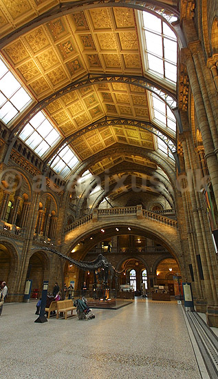 Natural History Museum. Central Hall i London Natural History Museum med udstilling af Brontosaurus skelet; ; Natural History Museum / London; England; Europa; ; pal�ontologi forsteninger fossiler jurassic dinosaurus dinosauere