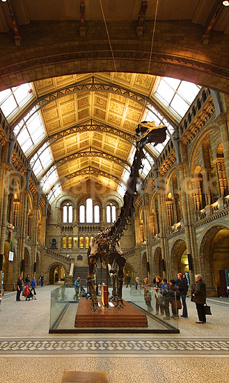 Natural History Museum. Central Hall i London Natural History Museum med udstilling af Brontosaurus skelet; ; Natural History Museum / London; England; Europa; ; pal�ontologi forsteninger fossiler jurassic dinosaurus dinosauere