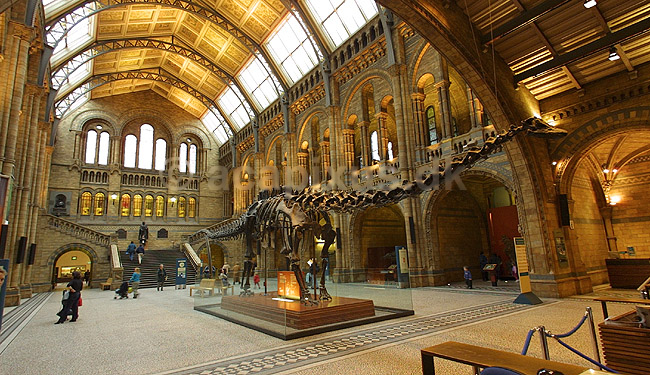Natural History Museum. Central Hall i London Natural History Museum med udstilling af Brontosaurus skelet; ; Natural History Museum / London; England; Europa; ; pal�ontologi forsteninger fossiler jurassic dinosaurus dinosauere