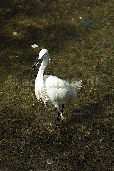 Silkehejre. Silkehejre fanger fisk i lille flod; Egretta garzetta; Path of Philosophy / Kyoto; Japan; Asien; fugle; 