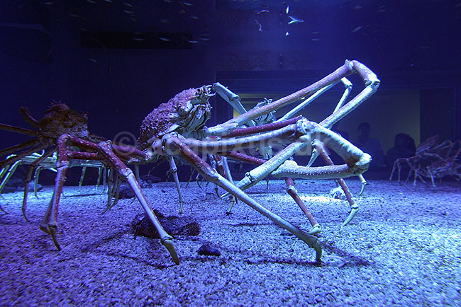 Japansk K�mpekrabbe. Japansk K�mpekrabbe i Osaka Aquarium. Lever ellers p� dybt vand.; Macrocheira kaempferi; Osaka Aquarium / Osaka; Japan; Asien; krebsdyr; krabber