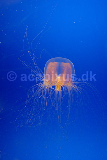 Gople. Gople oplyst af UV-lys i akvarium; Spirocodon saltator Cnidaria; Osaka Aquarium / Osaka; Japan; Asien; polypdyr; gobler gopler Scyphozoa Storgopler