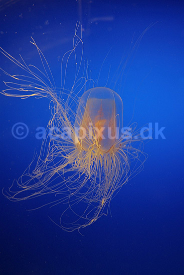 Gople. Gople oplyst af UV-lys i akvarium; Spirocodon saltator Cnidaria; Osaka Aquarium / Osaka; Japan; Asien; polypdyr; gobler gopler Scyphozoa Storgopler