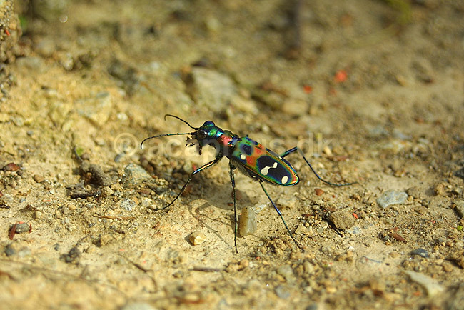 Sandspringer. Sandspringer (Spotted cat); Cicindela chinensis japonica; Kyoto; Japan; Asien; insekter; biller Sandspringere Cicindelidae