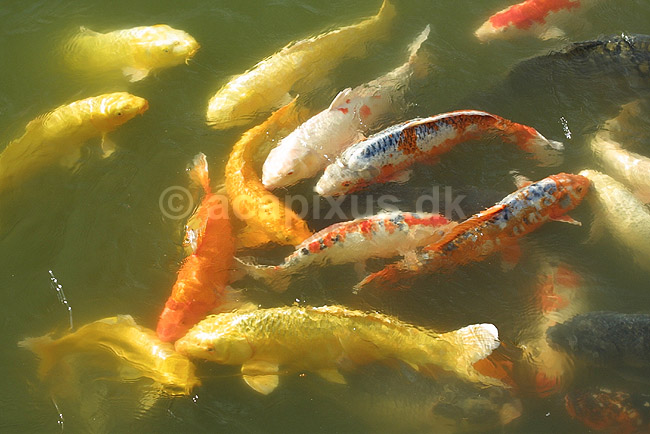 Koi-karper. Koi-karper i basin; Cyprinus carpio; Himeji; Japan; Asien; fisk; karpefisk prydfisk Cyprinidae