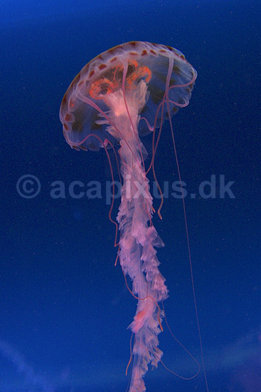 Purple-stribed jellyfish; Pelagia colorata; Osaka Aquarium / Osaka; Japan; Asien; polypdyr; gobler gopler Scyphozoa Storgopler