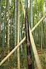  Bambusa spec Kyoto Japan Asia plants 