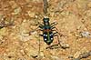  Cicindela chinensis japonica Kyoto Japan Asia insects 