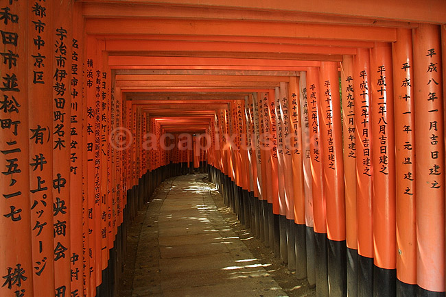 Fushimi-Inari Taisha Shrine. Tunnel af torii ved det shintoistiske Fushimi-Inari Taisha Shrine; ; Fushimi-Inari Taisha Shrine / Kyoto; Japan; Asien; ; templer shintoisme orange