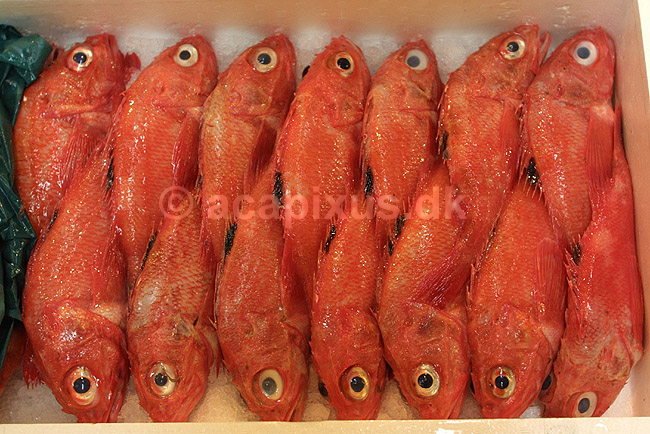 Tsukiji Fish Market. Røde fisk udstillet på Tsukiji Fish Market; ; Tsukiji Fish Market / Tokyo; Japan; Asien; ; markeder frisk fisk sushi rødt