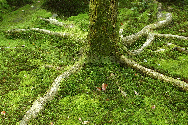 Tr�r�dder. Tr�r�dder i den japanske have i Ginkaku-ji templet; ; Ginkaku-ji / Kyoto; Japan; Asien; planter; templer buddisme buddhism buddistisk