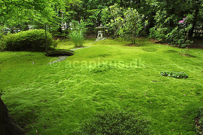 Moshave. Moshave ved tempel i Arushiyama; ; Arushiyama / Kyoto; Japan; Asien; planter; mosser haver