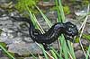  Salamandra atra The Alps / Kandersteg Switzerland Europe amphibians 