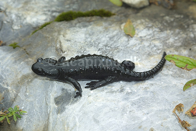 Alpesalamander. Alpesalamander n�r Kandersteg i Schweiz; Salamandra atra; Alperne / Kandersteg; Schweiz; Europa; padder; amphibians, amphibier, salamandre