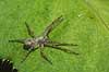  Lycosidae The Alps / Kandersteg Switzerland Europe spiders 