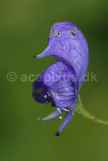 Stormhat. Blomstrende Stormhat i Alperne; Aconitum napellus; Alperne / Kandersteg; Schweiz; Europa; planter; Venusvogn, giftige planter