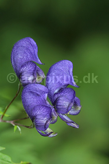 Stormhat. Blomstrende Stormhatte i Alperne; Aconitum napellus; Alperne / Kandersteg; Schweiz; Europa; planter; Venusvogn, giftige planter