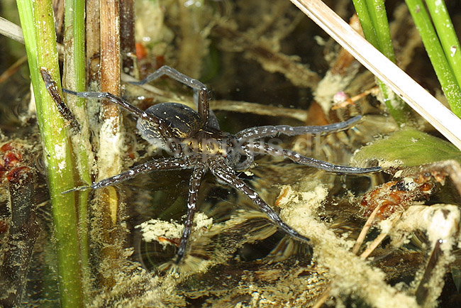 Dolomedes. Dolomedes edderkop fra H�kens�s; Dolomedes plantarius; H�kens�s; Sverige; ; spindlere; Rovedderkopper (Pisauridae)