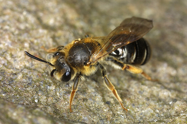 Vejbi. Vejbi p� jorden t�t p� sit underjordiske bo; Helictus spec; KVLs have; Danmark; ; insekter; Vejbier, Halictidae