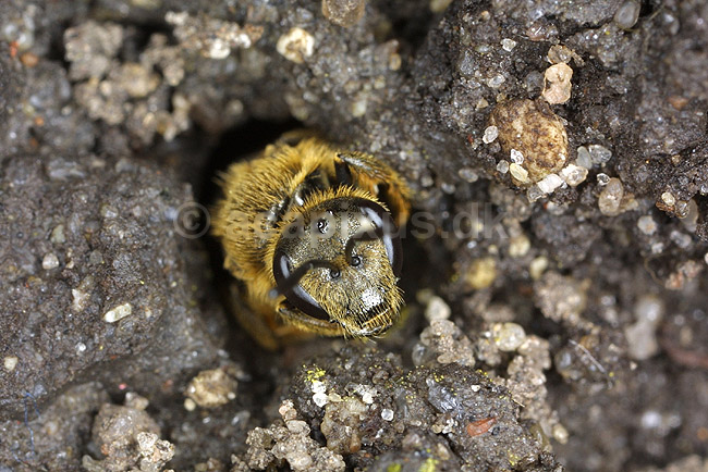Vejbi. Vejbi stikker hovedet op af sit underjordiske bo; Helictus spec; KVLs have; Danmark; ; insekter; Vejbier, Halictidae