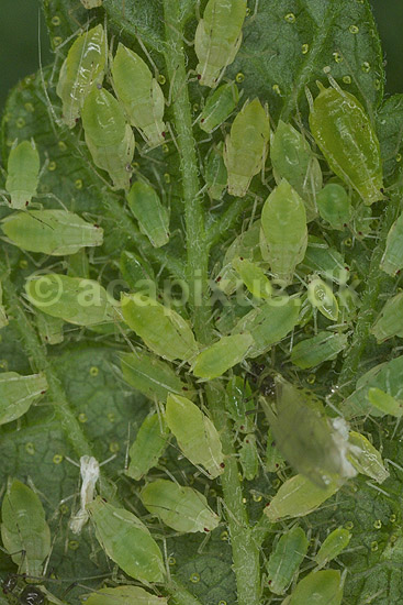 Fersken bladlus; Myzus persicae; KVLs have; ; ; insekter; Aphidoidea, skadedyr