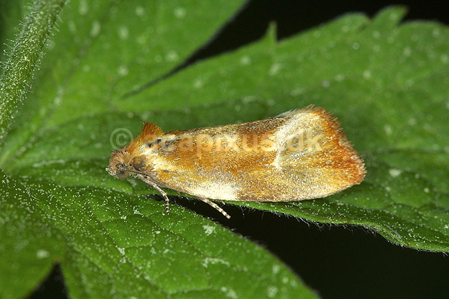 Fyrrevikler; Rhyaconia buolina; H�kens�sen; Sverige; ; insekter; Rhyacionia, Viklere, Tortricidae